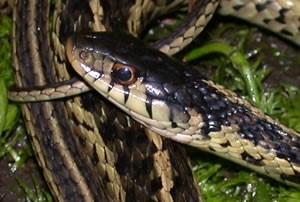 close-up of a garter snake face shows markings