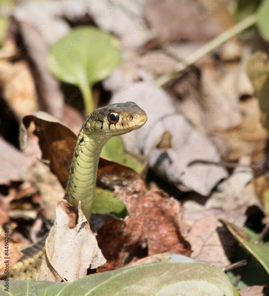 Basics of Garter Snakes and How They’re Good for the Garden Friends
