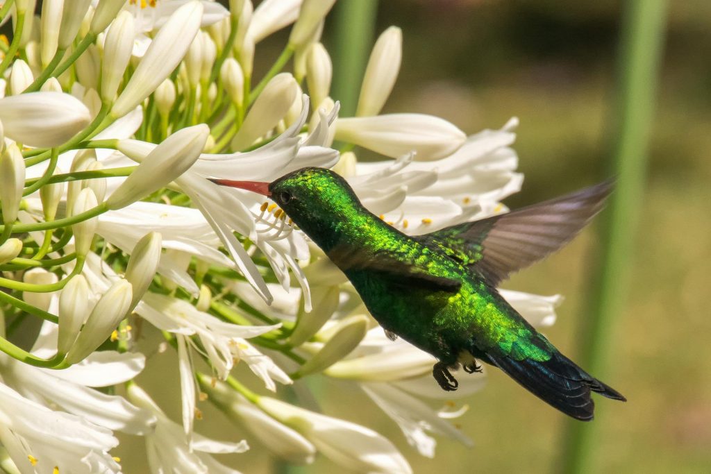 shimmering green hummingbirds pollinating white flowers